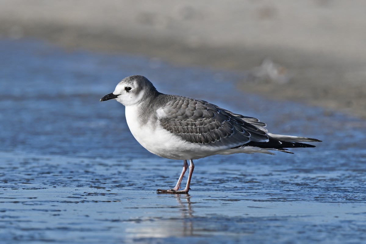 Sabine's Gull - ML643516354
