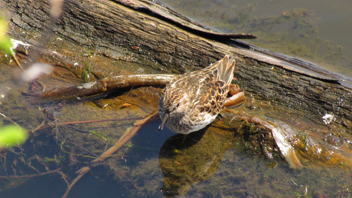 pygmésnipe - ML643516356