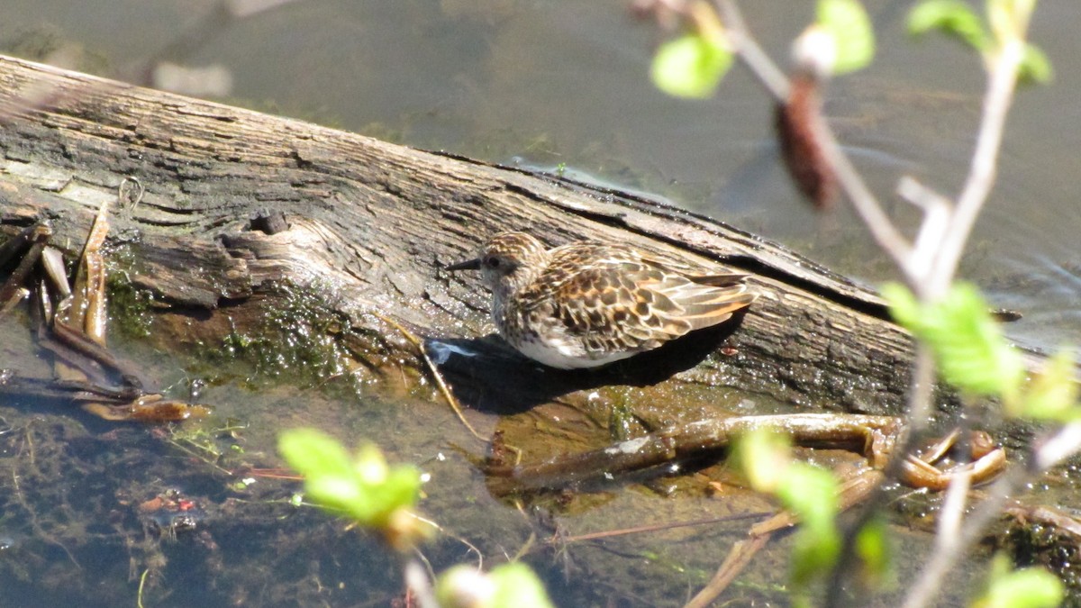 pygmésnipe - ML643516357