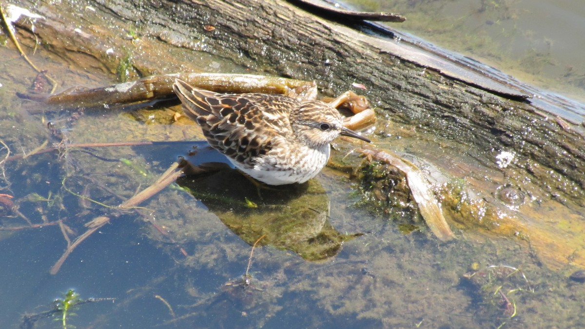 pygmésnipe - ML643516358