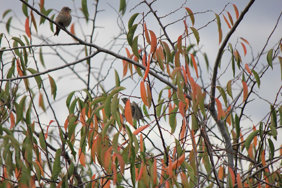 House Finch - ML643516361