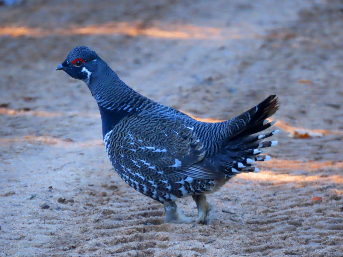 Spruce Grouse - ML643516363