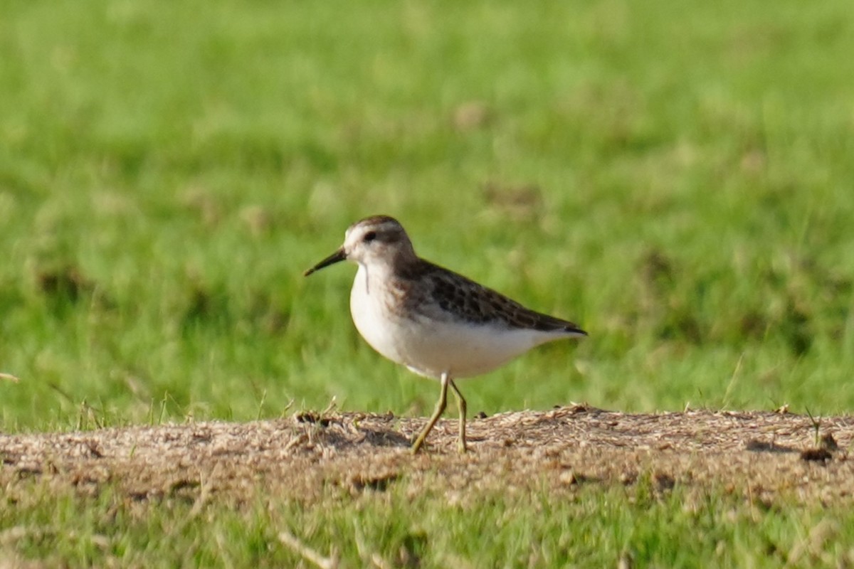 pygmésnipe - ML643516368