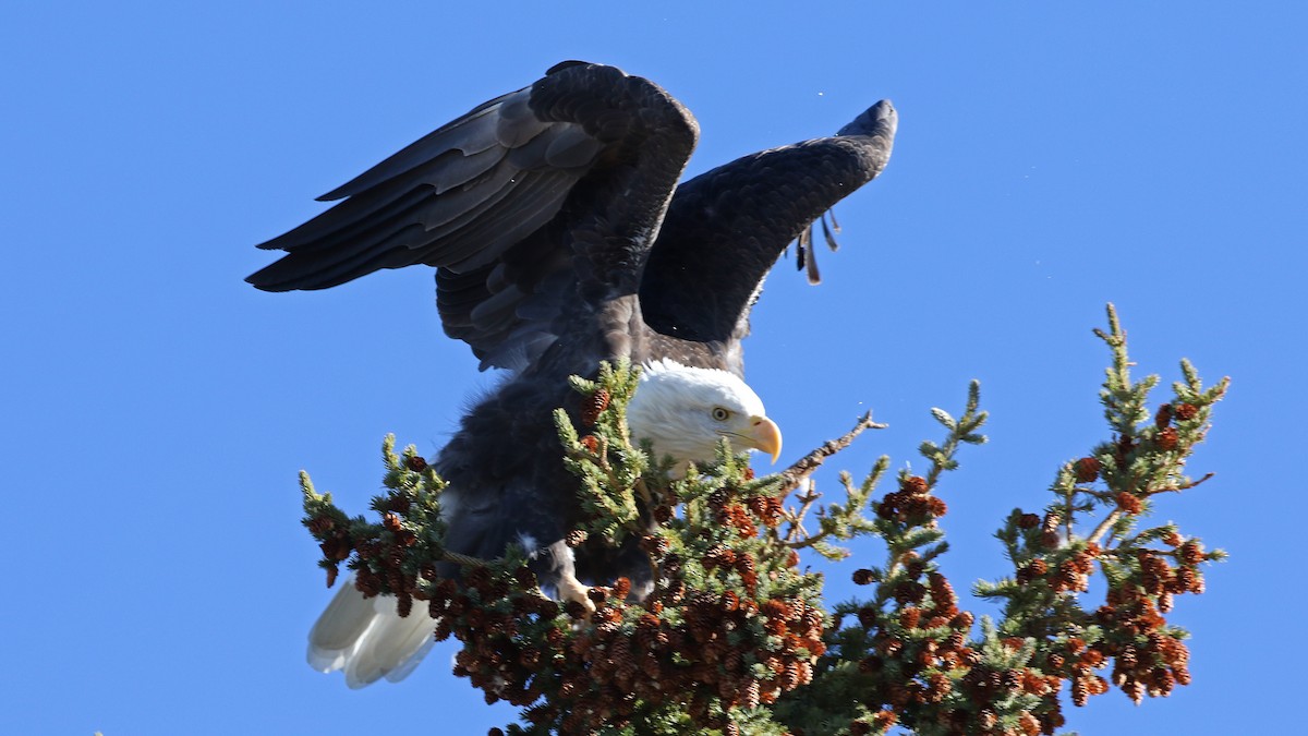 Bald Eagle - ML643516371