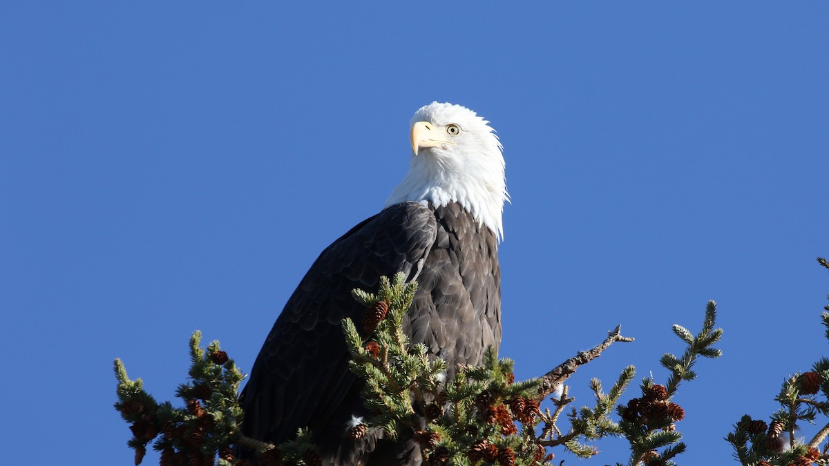 Bald Eagle - ML643516372