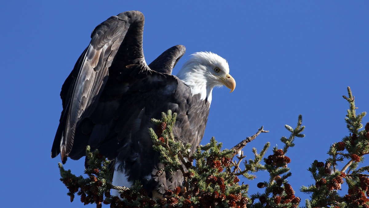 Bald Eagle - ML643516373