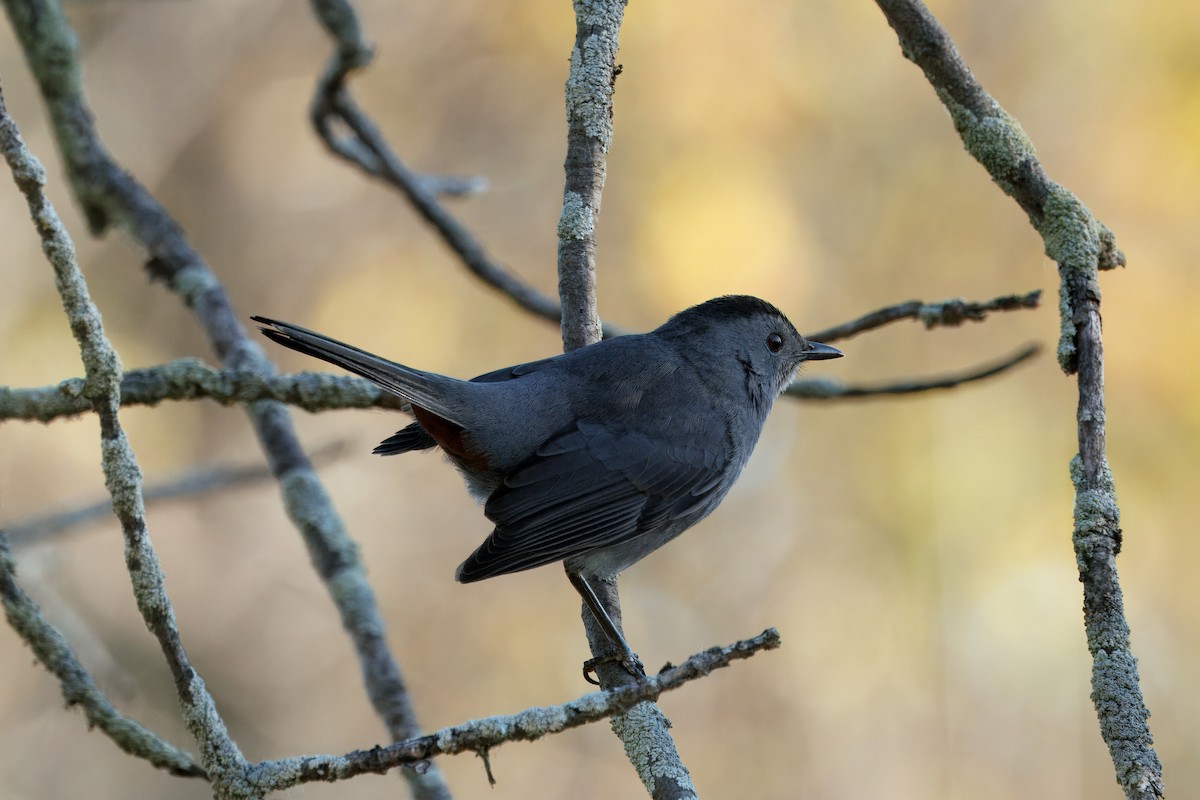 Gray Catbird - ML643516376