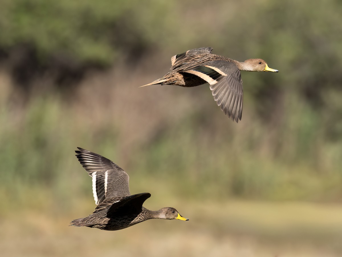 Yellow-billed Pintail - ML643516378