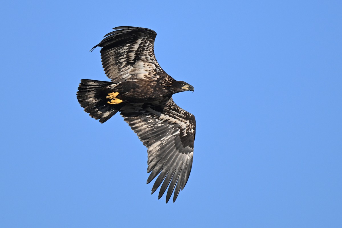 Bald Eagle - ML643516381