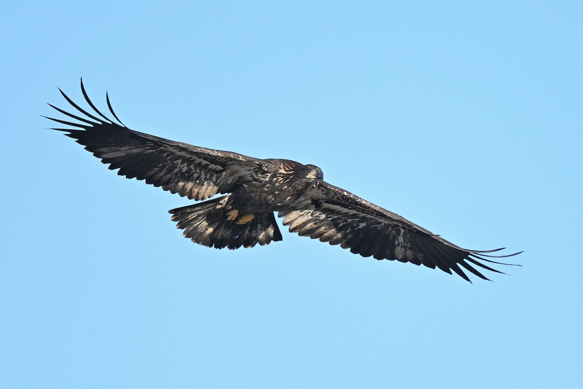Bald Eagle - ML643516382