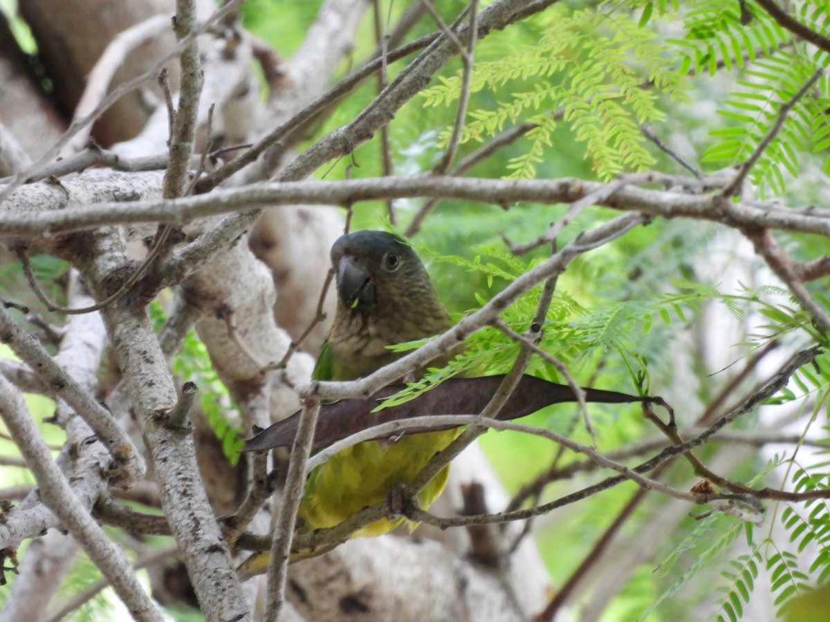 Brown-throated Parakeet - ML643516383