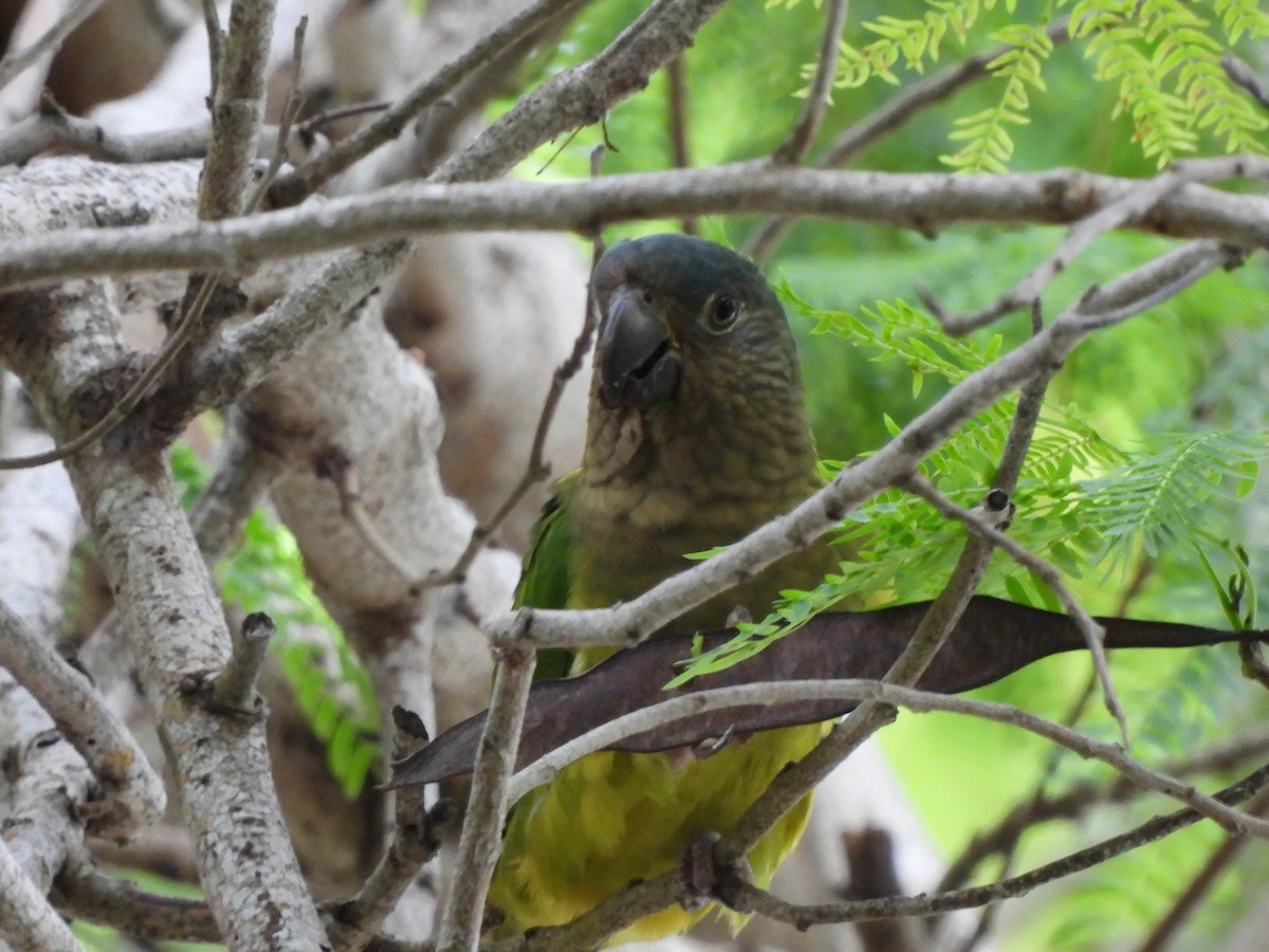 Brown-throated Parakeet - ML643516384
