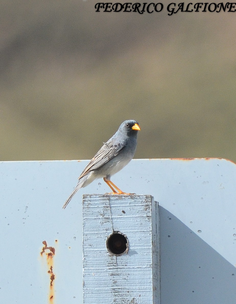 Band-tailed Sierra Finch - ML643516389