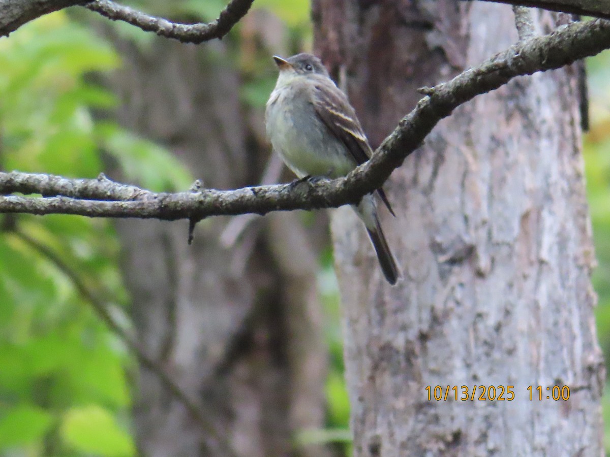 Eastern Wood-Pewee - ML643516397