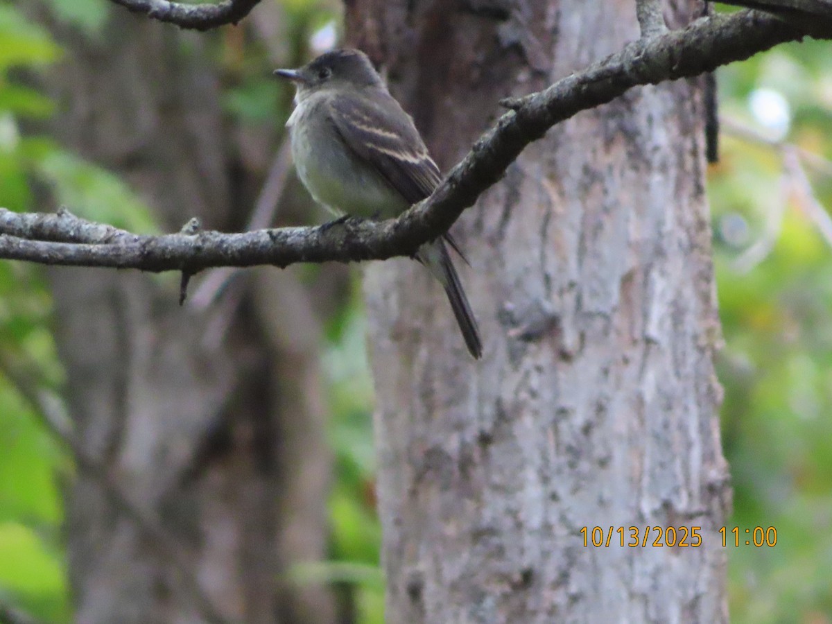 Eastern Wood-Pewee - ML643516398