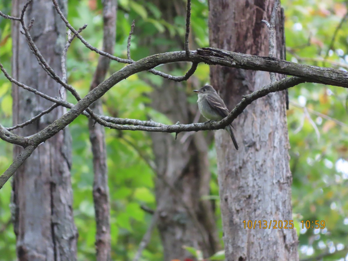 Eastern Wood-Pewee - ML643516399