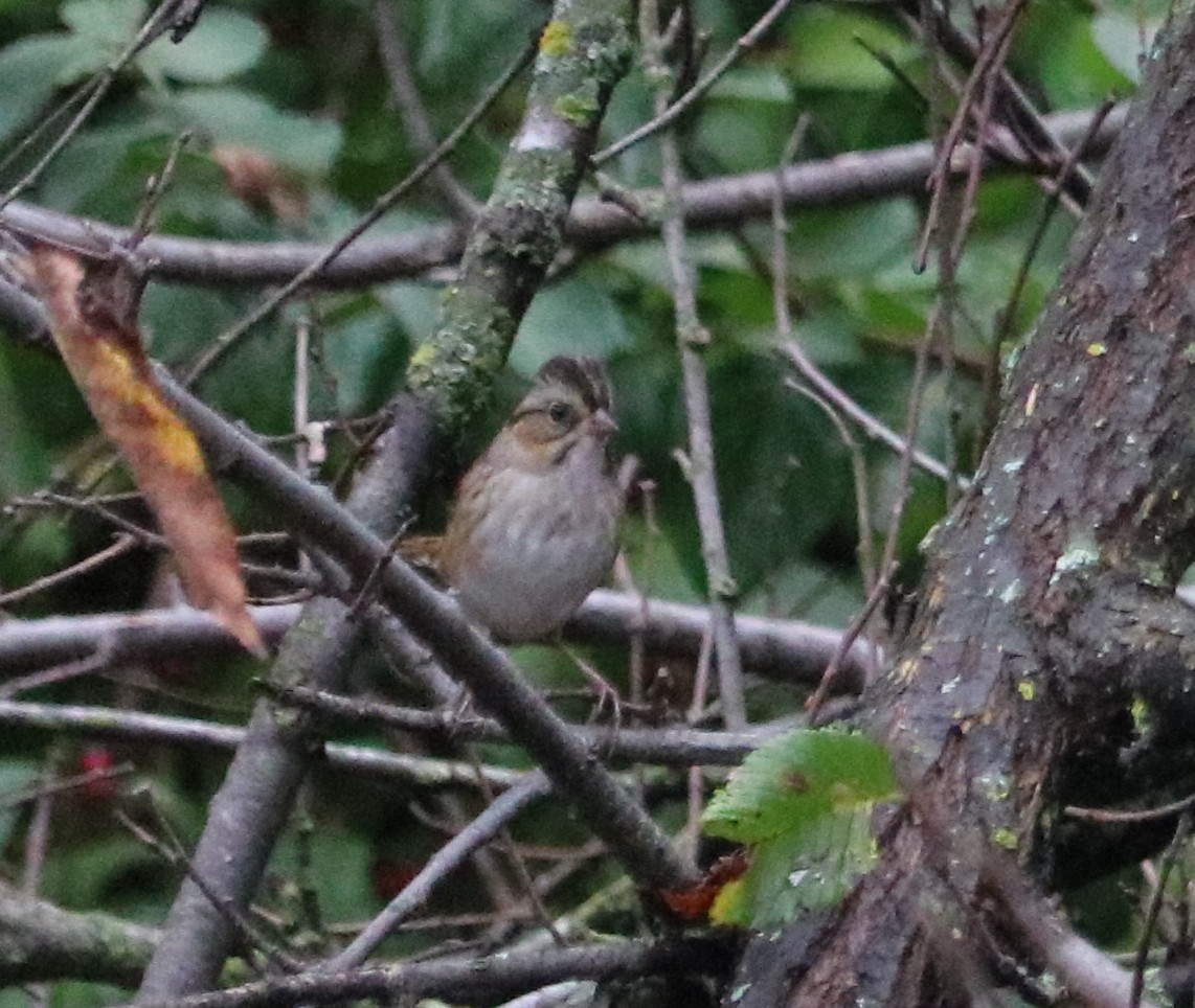 Swamp Sparrow - ML643516401