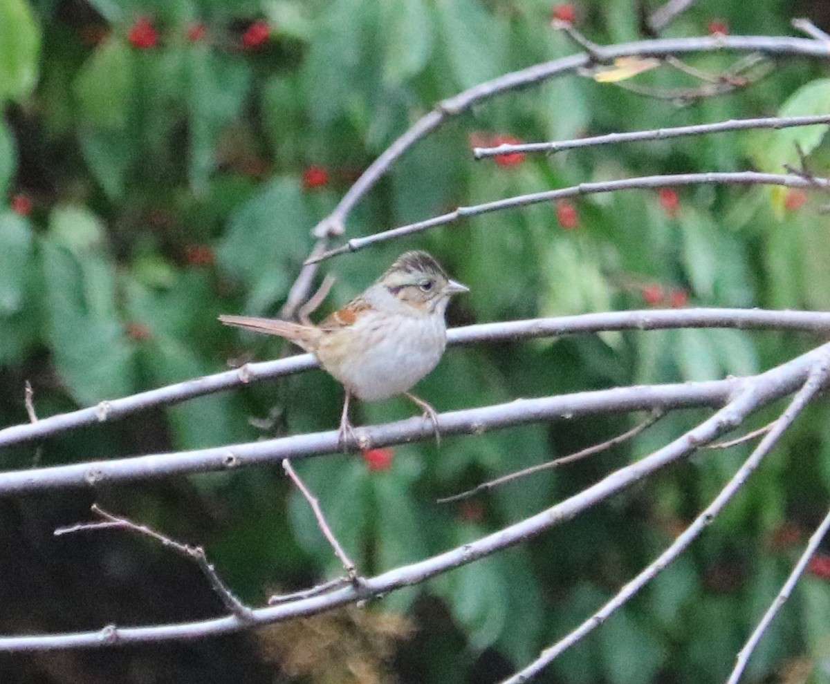 Swamp Sparrow - ML643516402