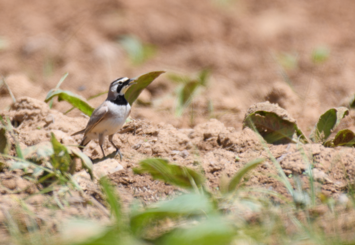 Horned Lark - ML643516408