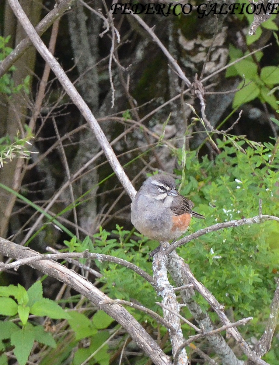 Rufous-sided Warbling Finch - ML643516409