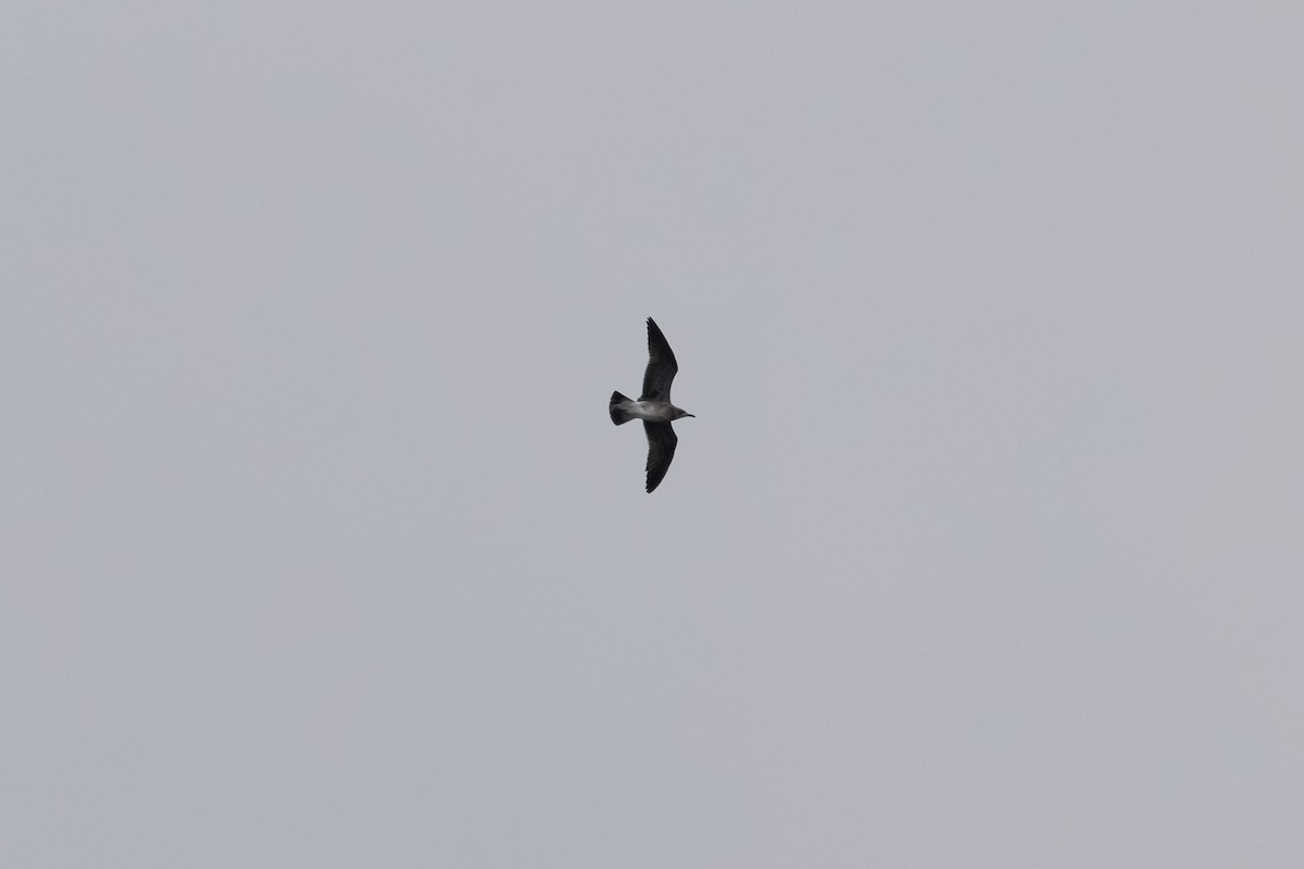 Laughing Gull - ML643516415