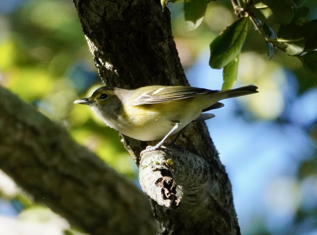 Vireo Ojiblanco - ML643516423