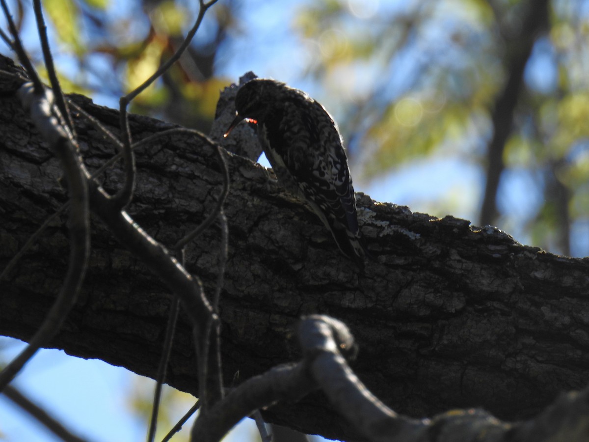 Yellow-bellied Sapsucker - ML643516424