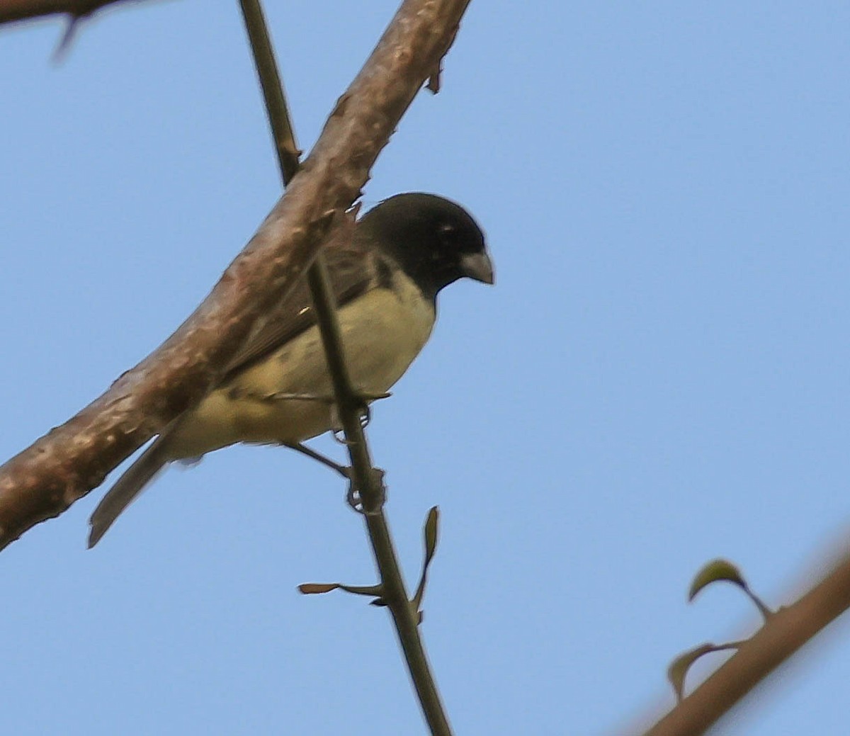 Yellow-bellied Seedeater - ML643516435