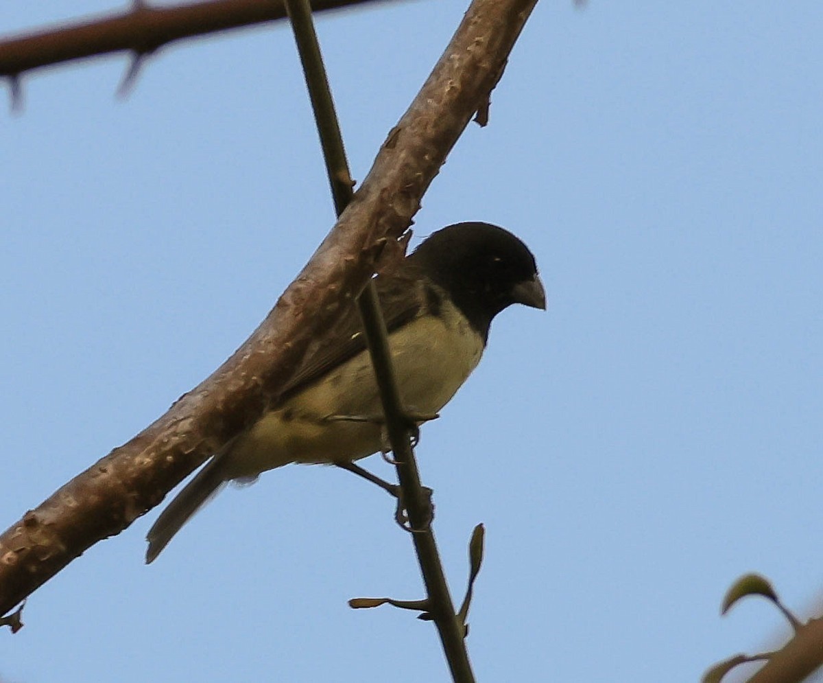 Yellow-bellied Seedeater - ML643516436