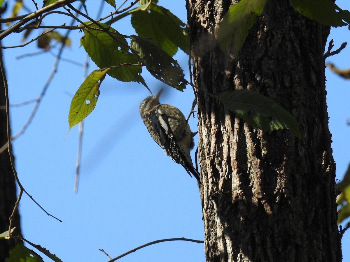 Yellow-bellied Sapsucker - ML643516441
