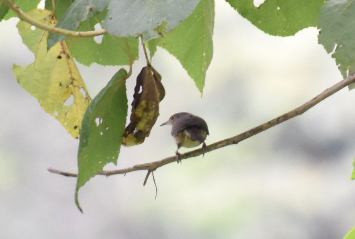 Southern House Wren - ML643516442