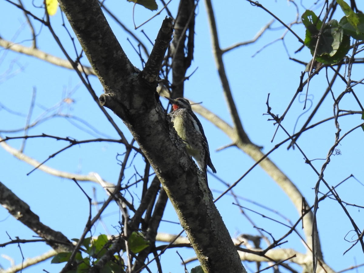 Yellow-bellied Sapsucker - ML643516451