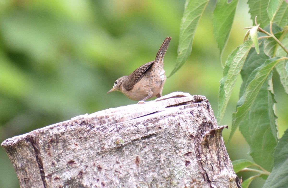 Southern House Wren - ML643516462