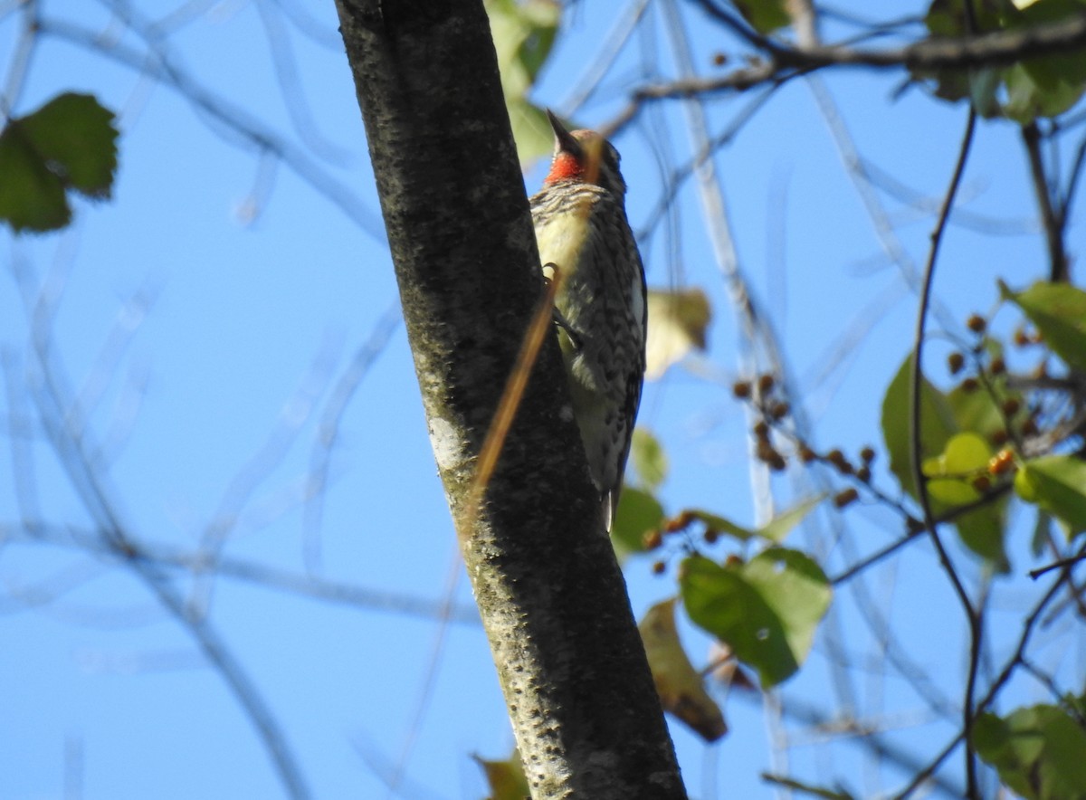 Yellow-bellied Sapsucker - ML643516464