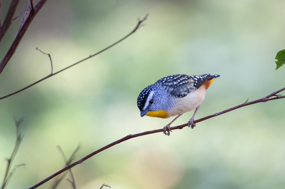 ホウセキドリ - ML643516466