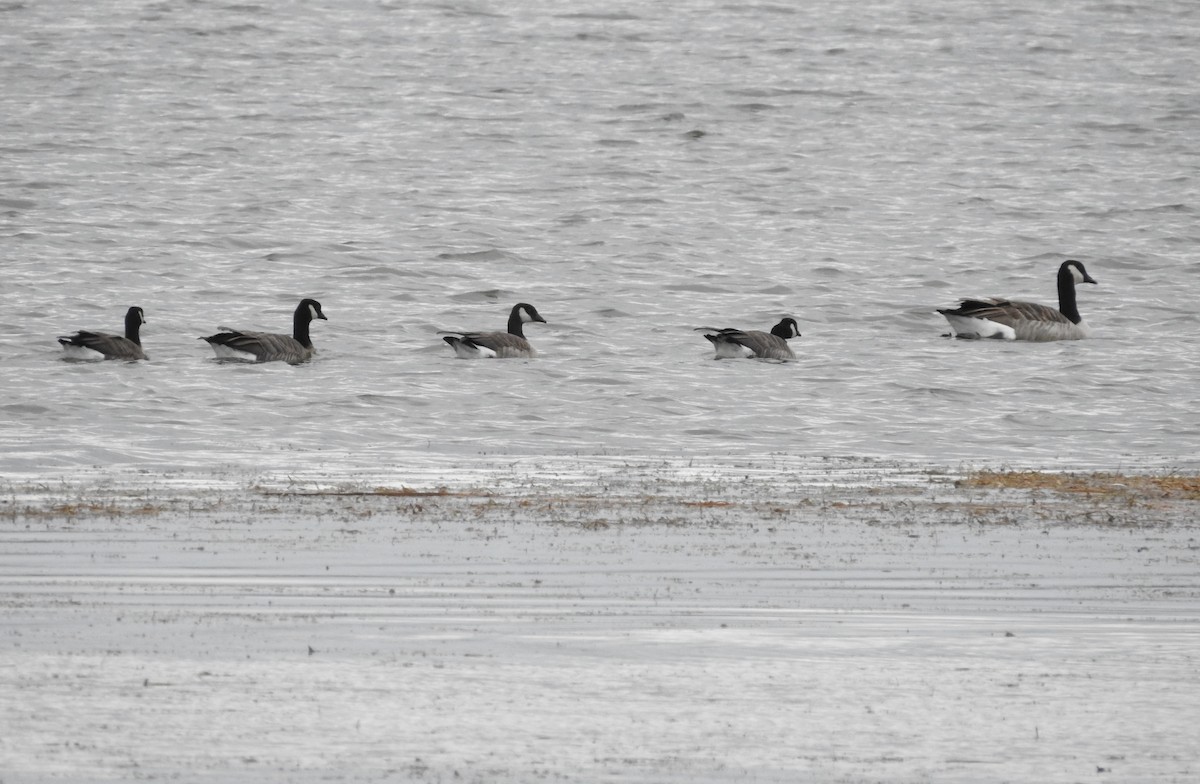 Branta kanadar txikia - ML643516468