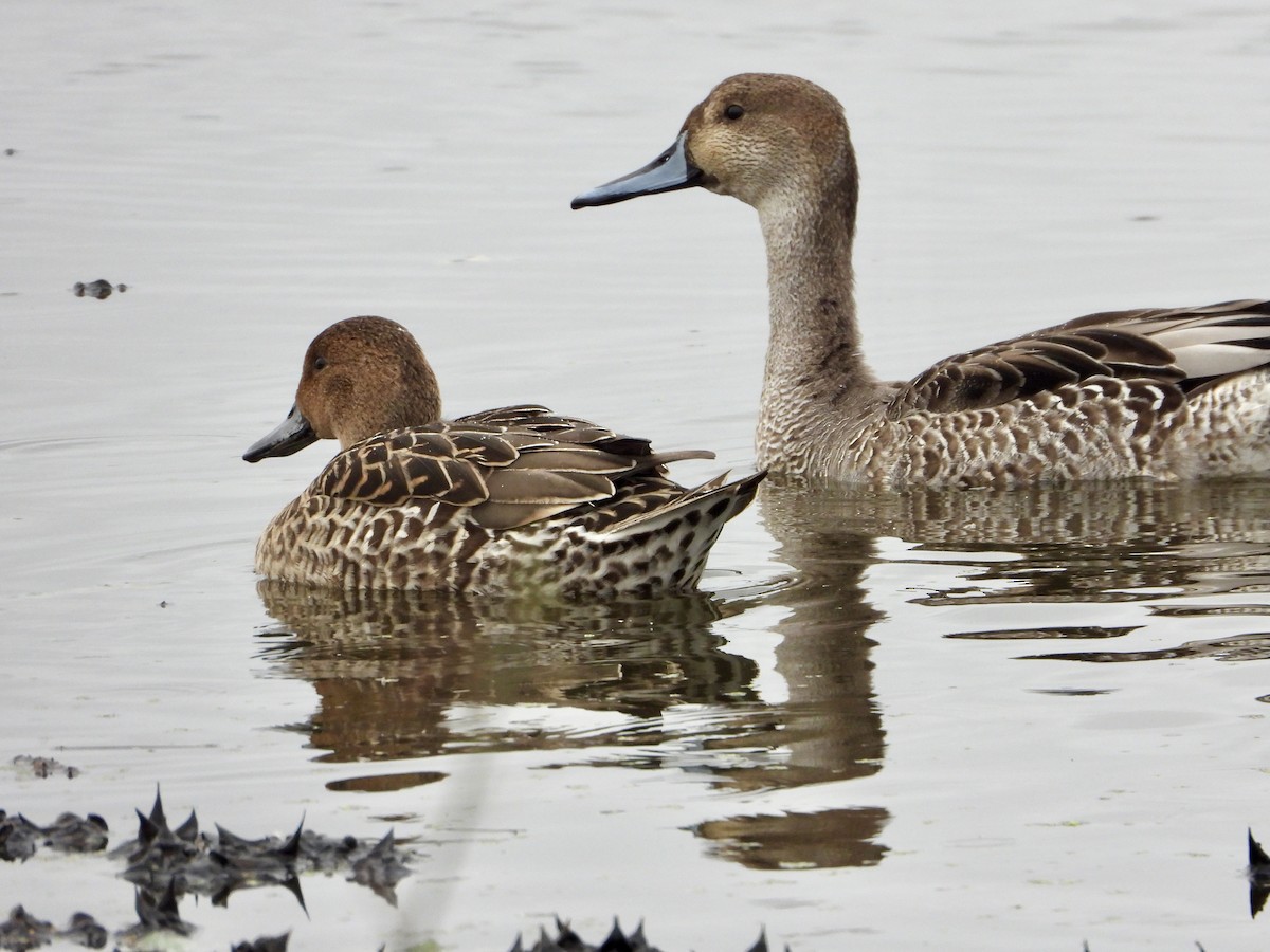 Northern Pintail - ML643516470