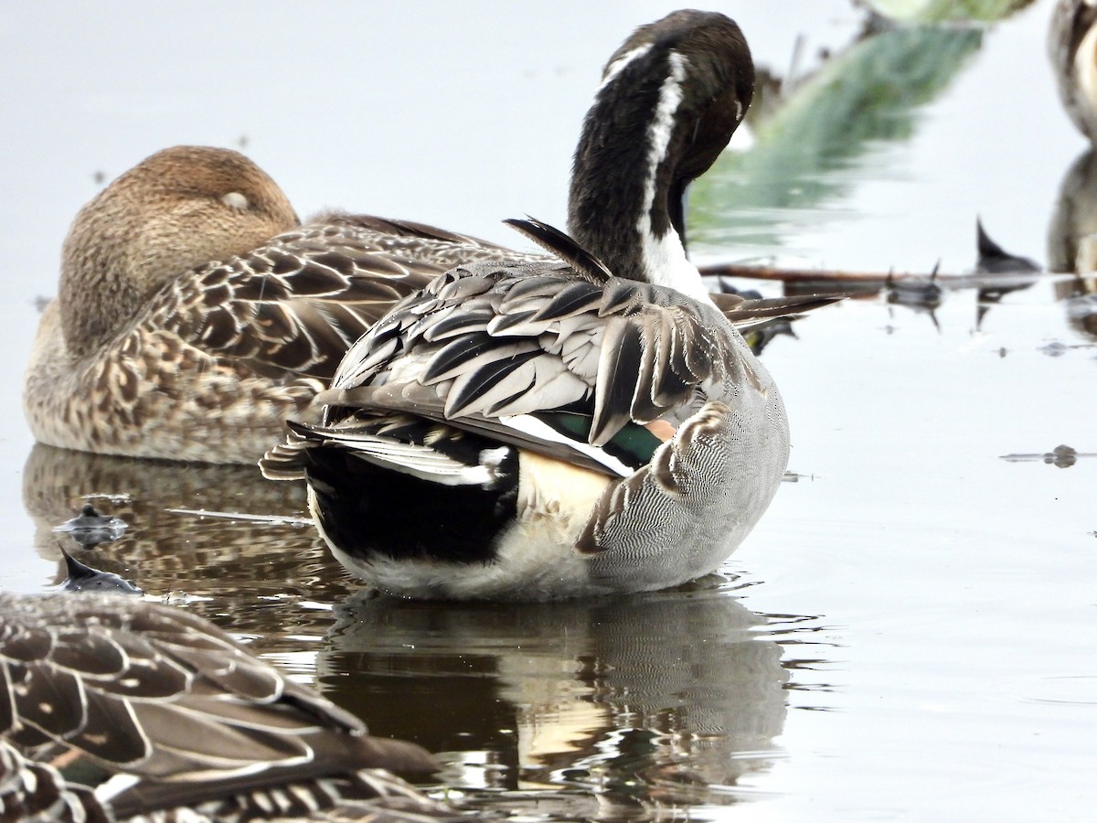 Northern Pintail - ML643516471