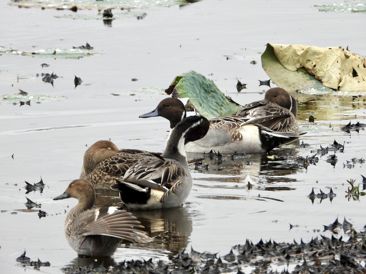 Northern Pintail - ML643516472