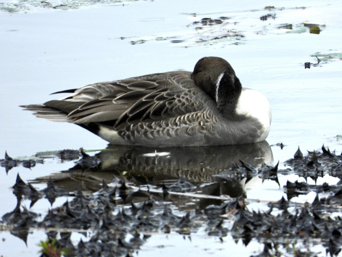Northern Pintail - ML643516473