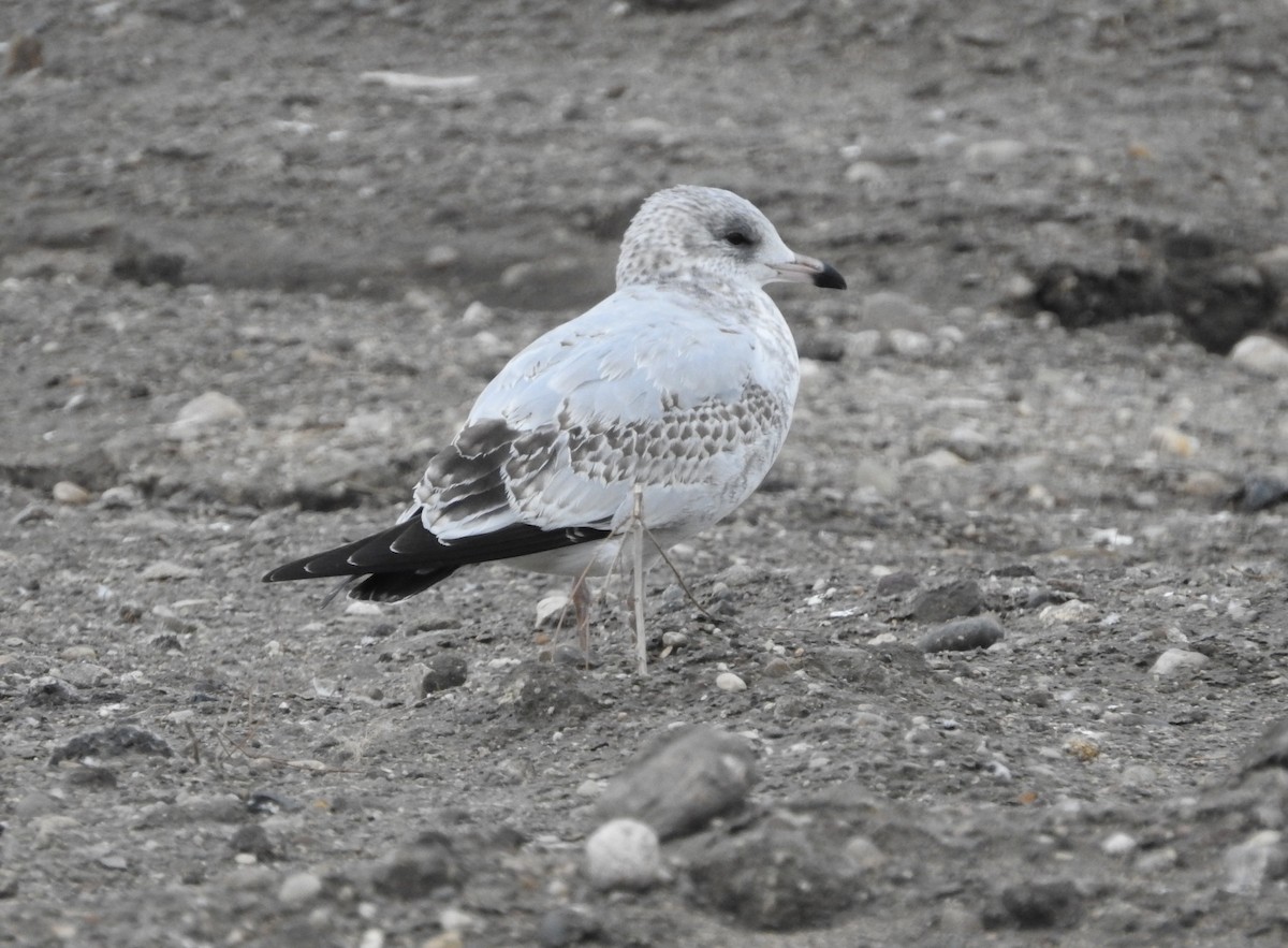Ring-billed Gull - ML643516478