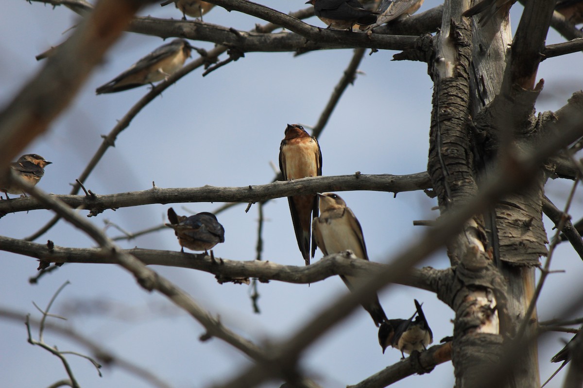 Barn Swallow - ML643516484