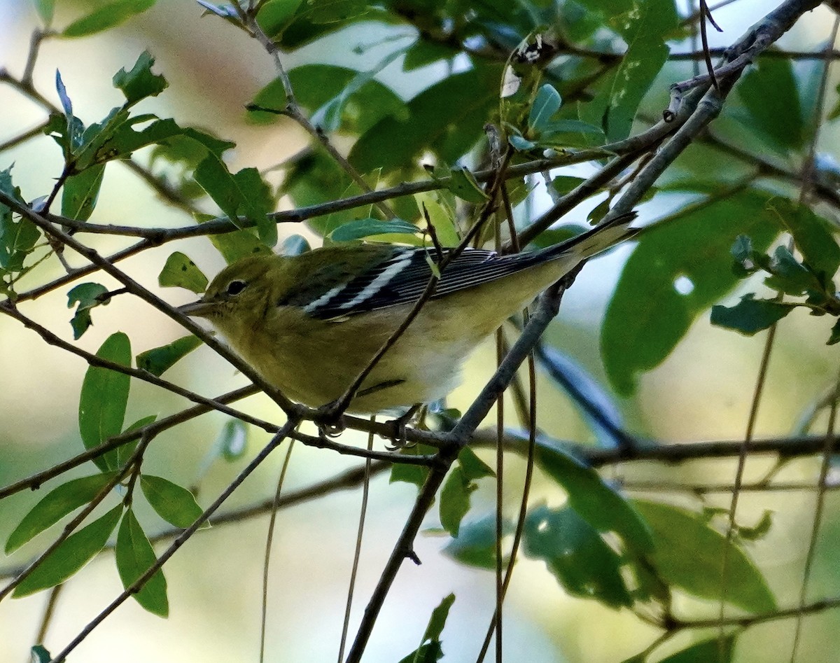 Bay-breasted Warbler - ML643516492