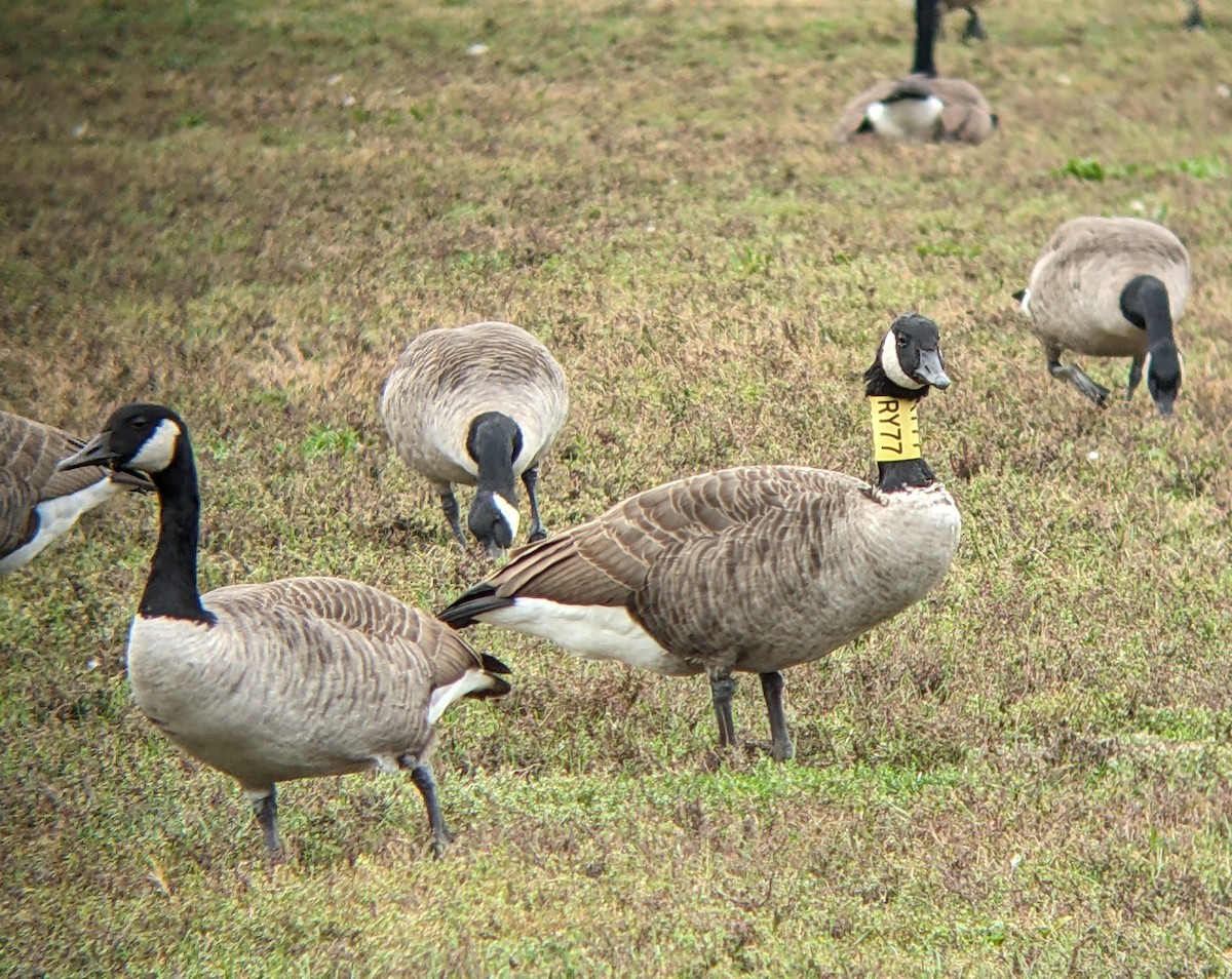 Canada Goose - ML643516494