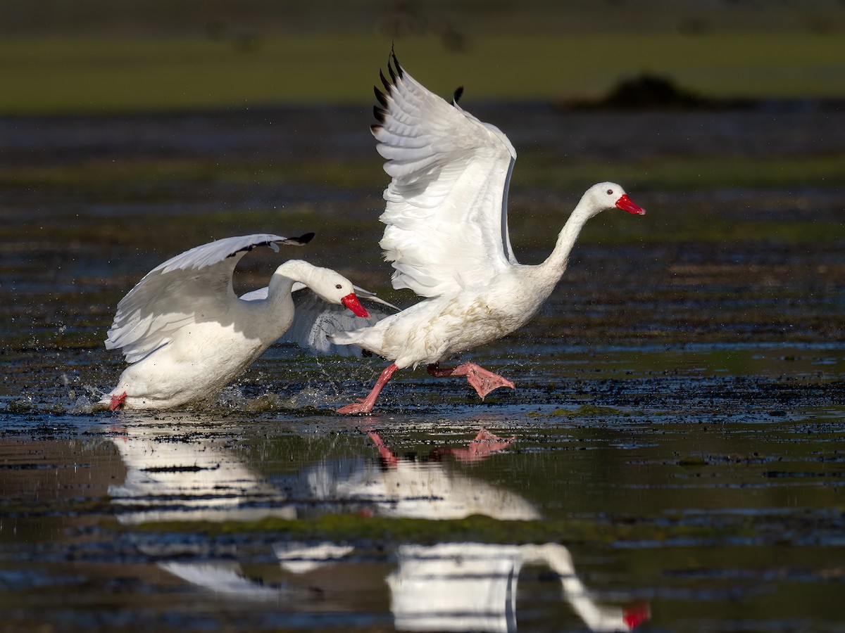 Coscoroba Swan - ML643516501