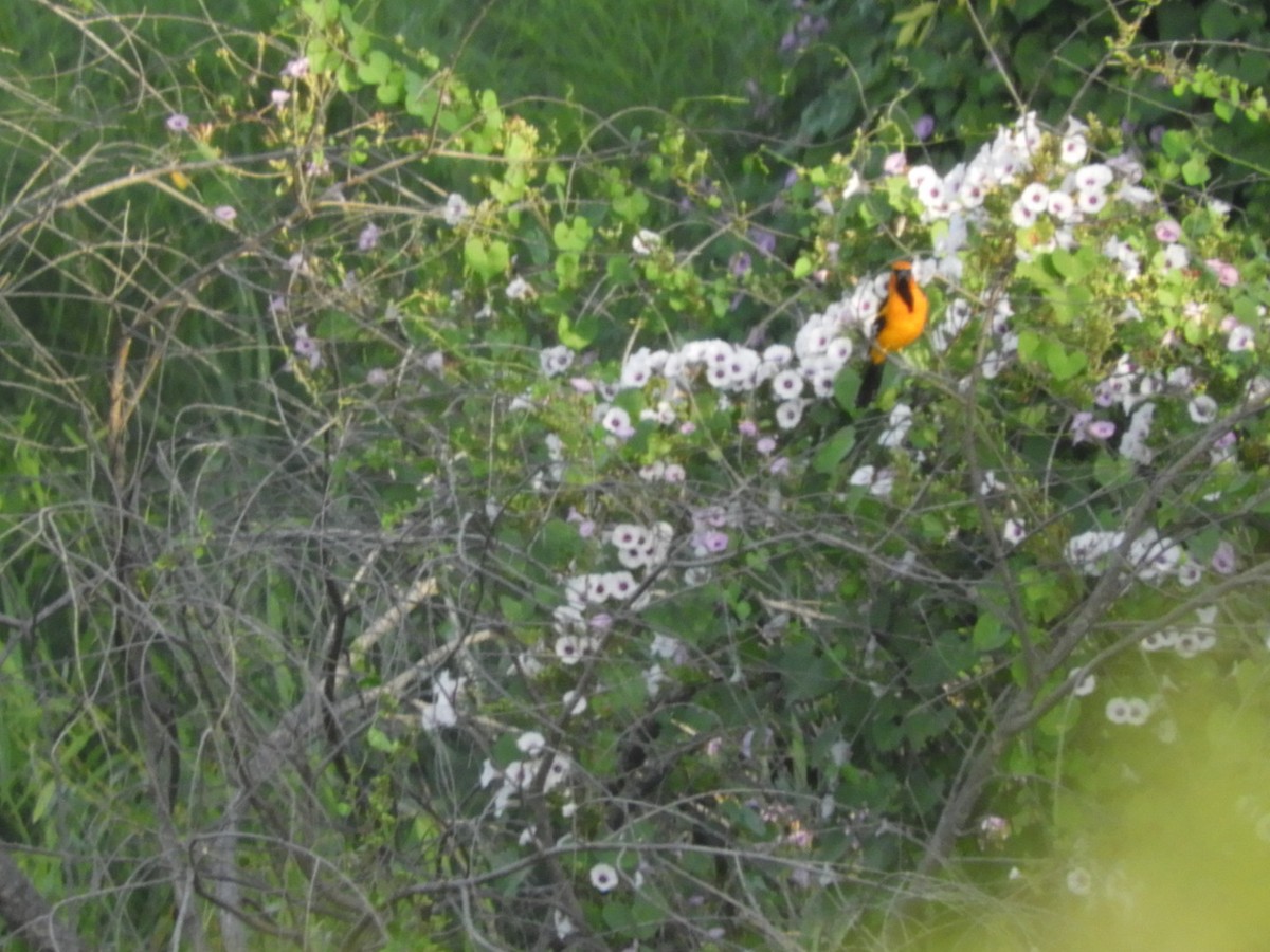 Altamira Oriole - ML643516517