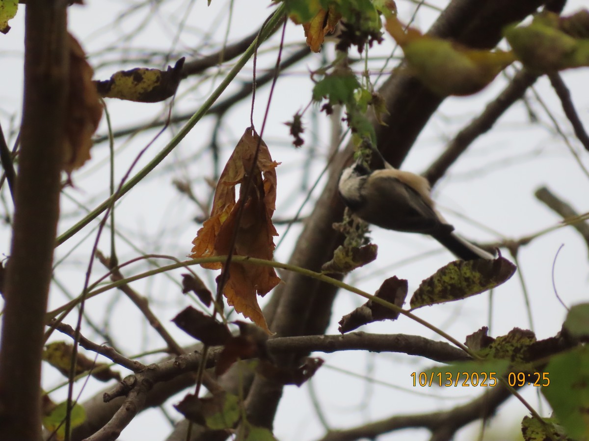 Black-capped Chickadee - ML643516520