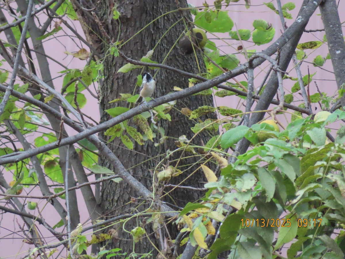 Black-capped Chickadee - ML643516521