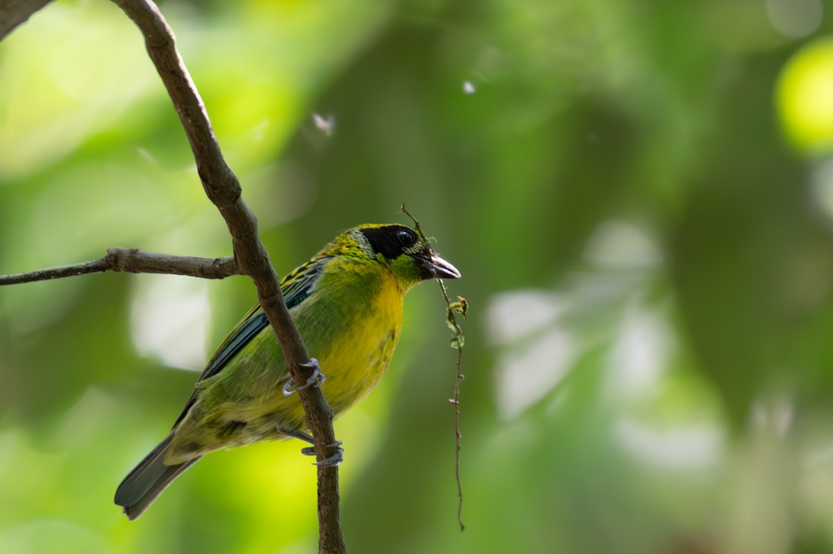 Танагра золотогруда - ML643516523