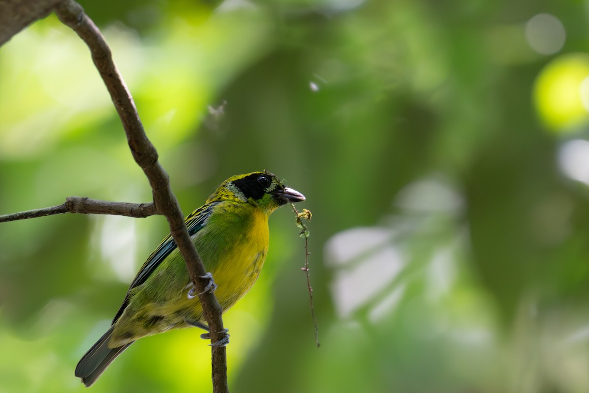 Танагра золотогруда - ML643516524